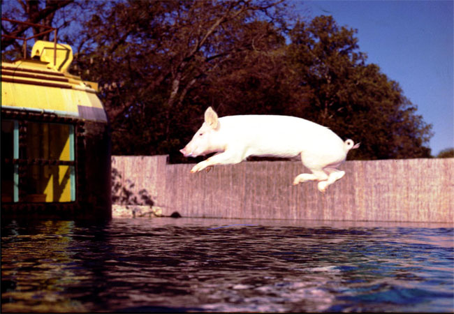The Case of the Plucky Porker